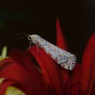 Borboleta (Butterfly) Utetheisa pulchella